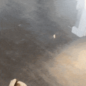 a dog is standing on a wooden floor with a white door in the background