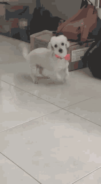 a small white dog wearing a red bow tie is running on a tile floor