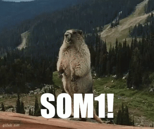 Faj Marmot GIF - Faj Marmot Som1 GIFs