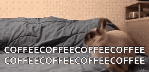 a dog is laying on a bed with the words `` coffee coffee coffee coffee coffee coffee '' written on the bottom .