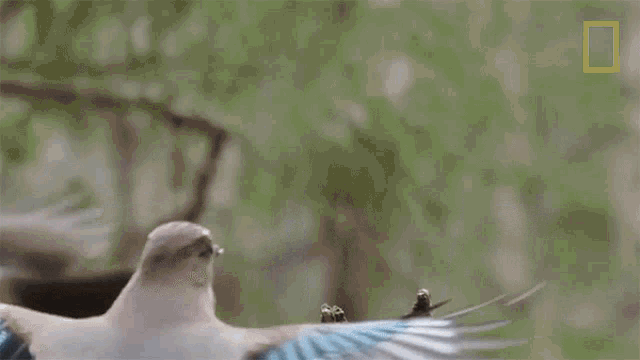 Flying Wild Nordic GIF - Flying Wild Nordic Perched GIFs