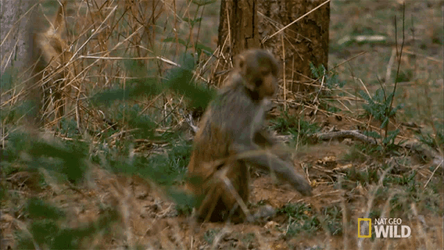 Scouting Monkey GIF - Scouting Monkey Nat Geo Wild GIFs