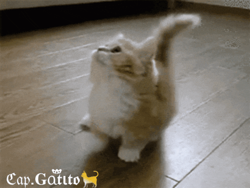 a cat standing on a wooden floor with the caption cap.gatito above it