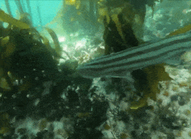 a striped fish is swimming amongst seaweed in the ocean
