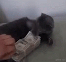 Mine Money GIF - Mine Money Cat GIFs