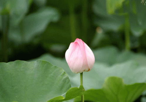 Flower Bud GIF