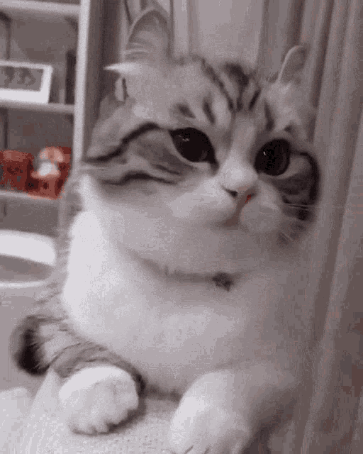a close up of a cat sitting on a table