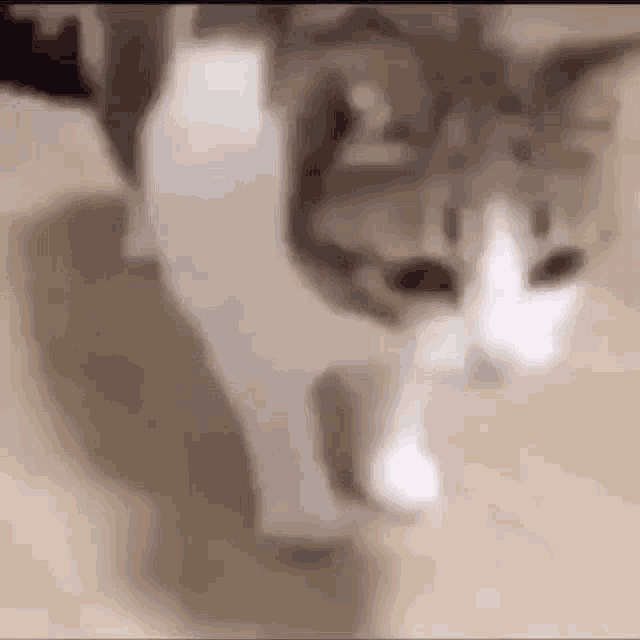 Cat Cat Vibe GIF - Cat Cat Vibe Sligh To The Left GIFs