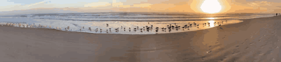 a flock of birds standing on a sandy beach at sunset