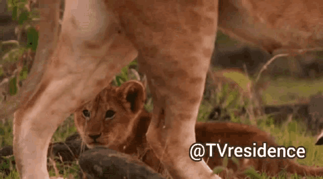 Lion Cub GIF - Lion Cub Tvresidence GIFs
