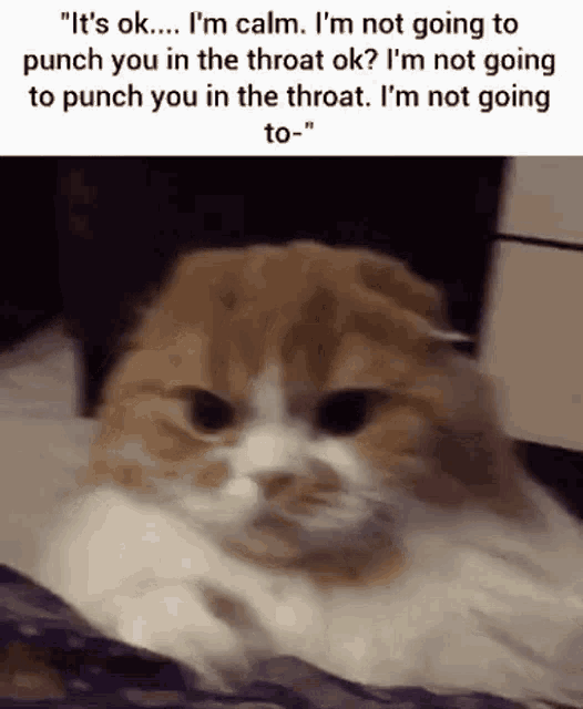 Cat Punch Throat Meow Squeesh Squeesha Squeeeesh Evil Incantation Cat GIF - Cat Punch Throat Meow Squeesh Squeesha Squeeeesh Evil Incantation Cat Punch GIFs