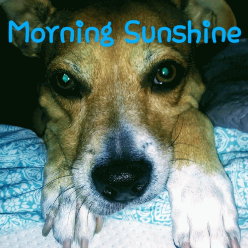 Dogs Morning Sunshine GIF - Dogs Morning Sunshine My Girl GIFs