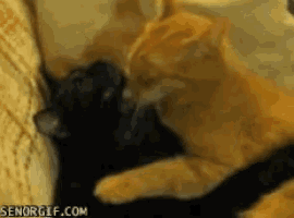 two cats are playing with each other on a couch and senorgif.com is displayed in the corner