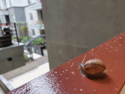 Snail Suicide GIF - Snail Suicide GIFs