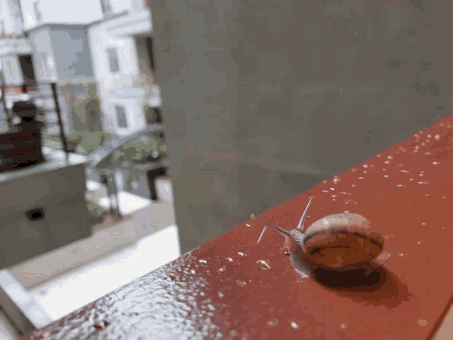 a snail is crawling on a red surface with a blurred background