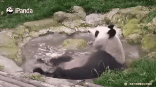 Panda Chilling GIF - Panda Chilling Chill GIFs