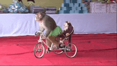 a monkey is riding a bicycle with another monkey in the back