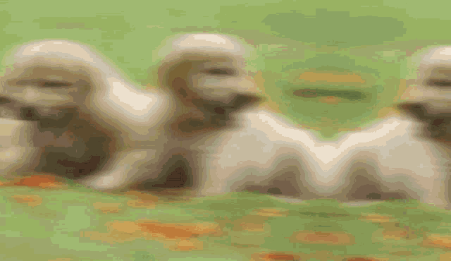 a group of puppies are sitting in a row in the grass .