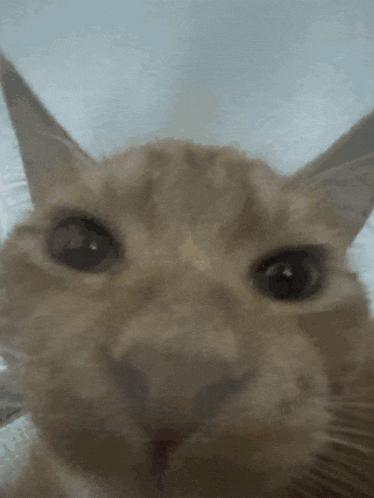 a close up of a cat 's face with its mouth open