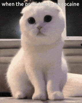 a white cat with a caption that says " when the president is on cocaine " on it