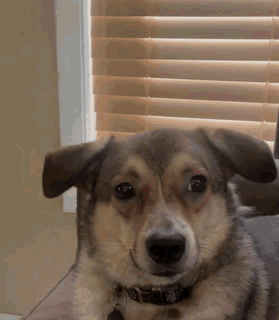 a brown and white dog laying on a couch in front of a window