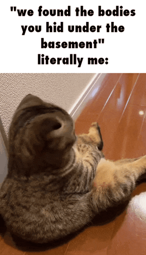 Cat Meme Bodies GIF - Cat Meme Bodies We Found The Bodies You Hid Under The Basement GIFs