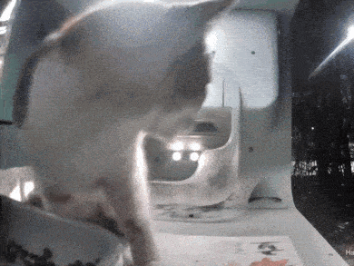a cat is standing in front of a machine that says " ha " on it