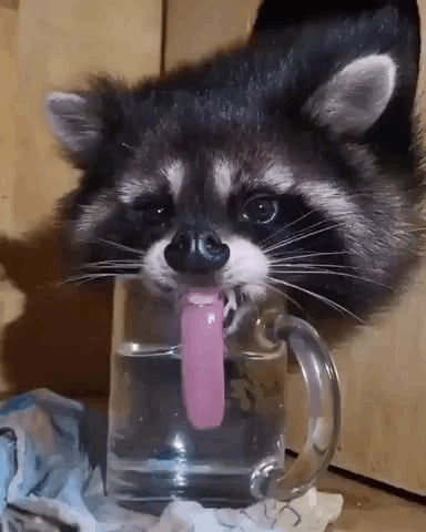 Raccoon Licking Water From A Cup GIF - Raccoon Licking Water From A Cup GIFs