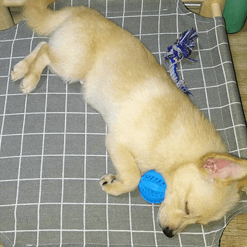 a dog is laying down with a blue ball on its head
