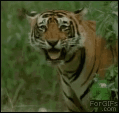 a picture of a tiger with its tongue out and the website for gifs.com in the corner