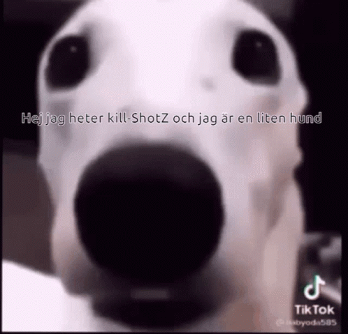 Dog GIF - Dog GIFs