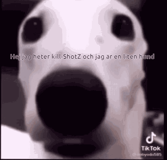 a close up of a dog 's face with the words hej jag heter kill shotz och jag ar en liten hund