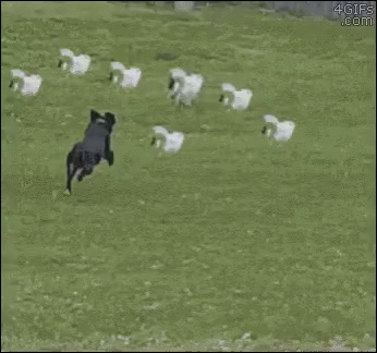 Dog Chases GIF - Dog Chases Cats GIFs