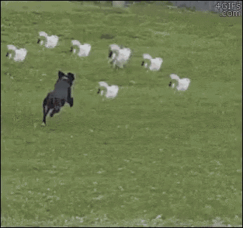 a dog is jumping over a wooden fence in front of a red building