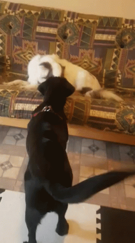 Dogs Wag GIF - Dogs Wag Tail GIFs