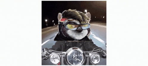 a picture of a ferret wearing sunglasses and a bandana