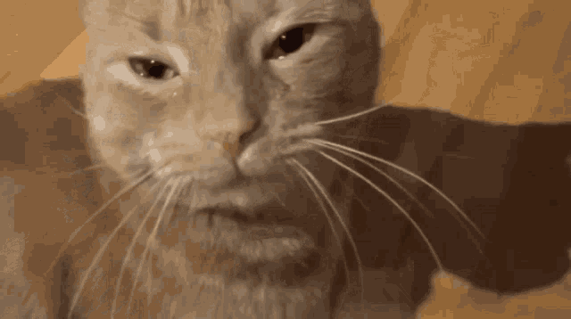 Cat Crying GIF - Cat Crying Cry GIFs