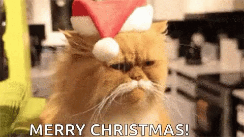 Ba Humbug Cat GIF - Ba Humbug Cat Christmas GIFs