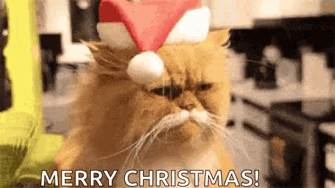 a cat wearing a santa hat with the words merry christmas written below it