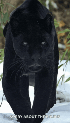 a black panther is walking in the snow with the words sorry about the bruins below it