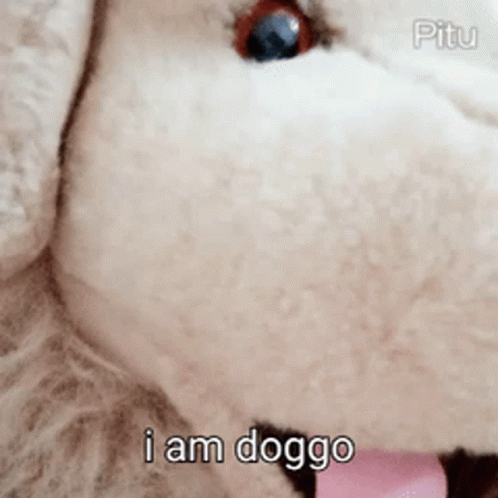 Doggo GIF - Doggo Dog GIFs