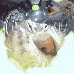 a close up of a cat with a cucumber in its mouth