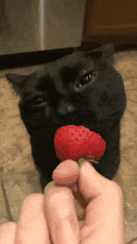 a black cat eating a strawberry from someone 's hand