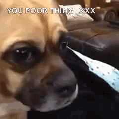 a close up of a dog 's face with the words `` you poor thing xxx '' written above it .