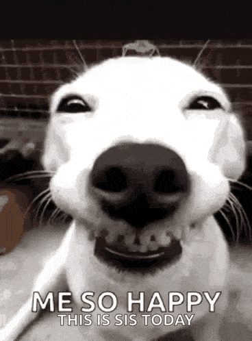 a white dog is smiling and making a funny face .
