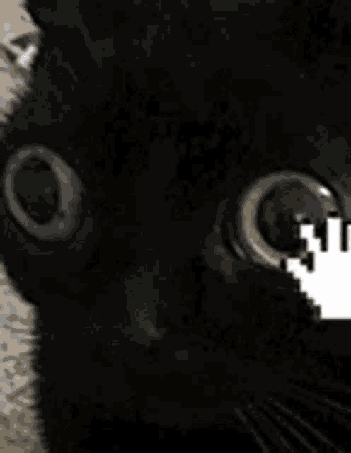 Cat Mouse Screen GIF - Cat Mouse Screen GIFs