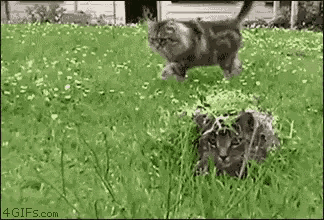 a cat and a kitten are playing in the grass in a field .