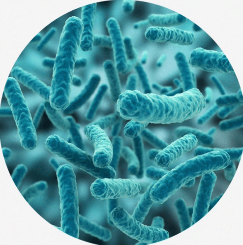 Bacteria GIF - Bacteria GIFs