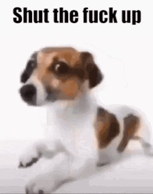 a brown and white dog is laying down on a white surface with the words `` shut the fuck up '' written above it .