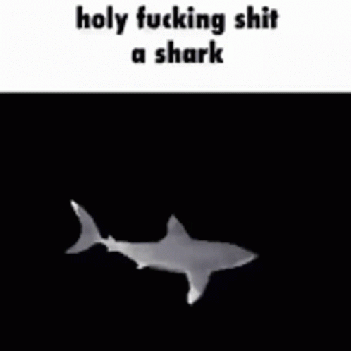 Shark Holy Fucking Shit A Shark GIF - Shark Holy Fucking Shit A Shark Leo GIFs